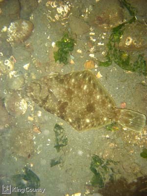 Photo of Rock Sole - Pleuronectes bilineatus